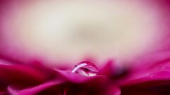 Flowers water drops macro Plants