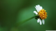 Flowers white flowers green background Plants