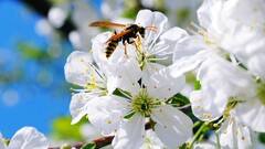 Flowers white flowers nature macro insect Animals