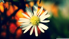 Flowers white flowers Plants