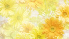 Flowers yellow flowers Daisies