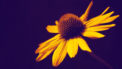 Flowers yellow flowers dark background macro closeup