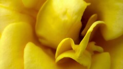 Flowers yellow flowers Plants