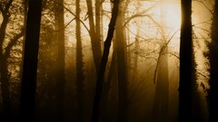 forest dark Trees nature