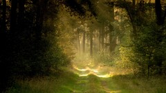 forest dirt road grass sunlight nature deep forest