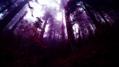 forest fantasy art Photo manipulation purple Trees mist