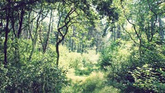 forest Green sunlight summer Trees nature