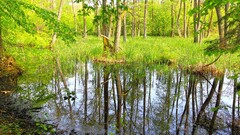 forest Lake nature reflection water