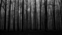 forest mist spooky nature dark gloomy