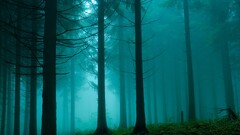 forest mist Trees