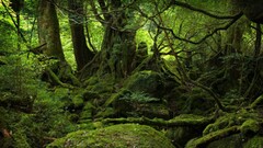 forest moss nature Trees
