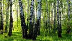 forest nature birch Trees