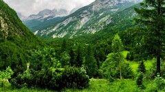 forest nature landscape Austria