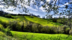 forest nature landscape