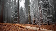 forest nature mist winter Trees