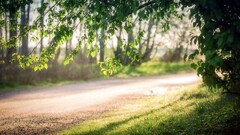 forest nature road branch sunlight depth of field Trees grass