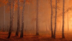 forest nature sunlight Trees fall orange mist birch