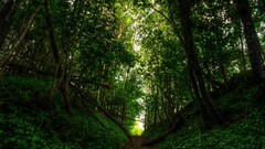 forest nature Trees path hill