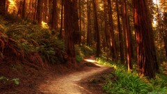 forest nature Trees path