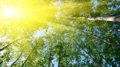 forest nature worm's eye view sunlight Trees low-angle