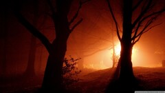 forest night lights Trees