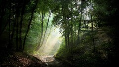 forest road dirt road Trees sunlight nature Green