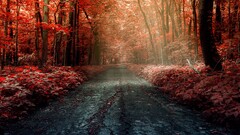 forest road Trees fall