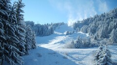 forest snow winter landscape nature