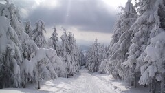 forest snow winter landscape nature