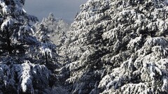 forest snow winter landscape Trees nature