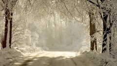 forest snow winter road nature