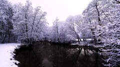 forest snow winter water Trees landscape nature river