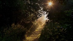 forest solice sunlight nature path