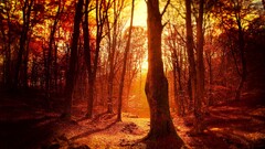 forest sunlight Trees nature