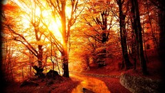 forest sunlight Trees