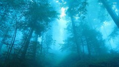 forest Trees mist nature cyan