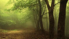 forest Trees mist nature landscape road outdoors Plants