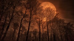 forest Trees moon monochrome spooky