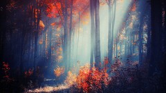 forest Trees nature fall