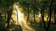 forest Trees nature sunlight Plants summer