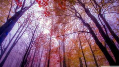 forest Trees nature worm's eye view low-angle fall mist