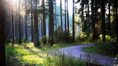 forest Trees path nature