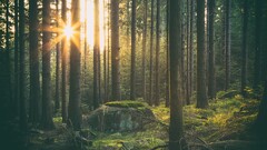forest Trees sunlight sun grass nature