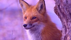fox Animals filter
