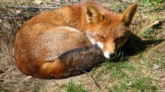 fox Animals Mammals