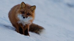 fox Animals snow