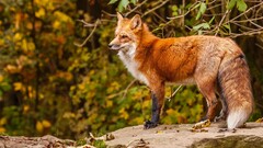 fox Animals twigs