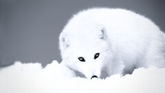 fox Arctic white snow arctic fox Animals