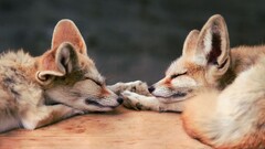 fox baby animals Animals sleeping