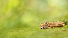 fox nature landscape sleeping field grass depth of field Green